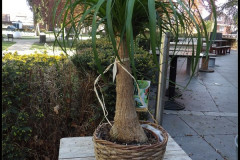 Plant in mand
